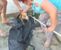 Μελίκη Ημαθίας: Απεγκλώβισαν την σκυλίτσα που είχε σφηνώσει στον αγωγό
